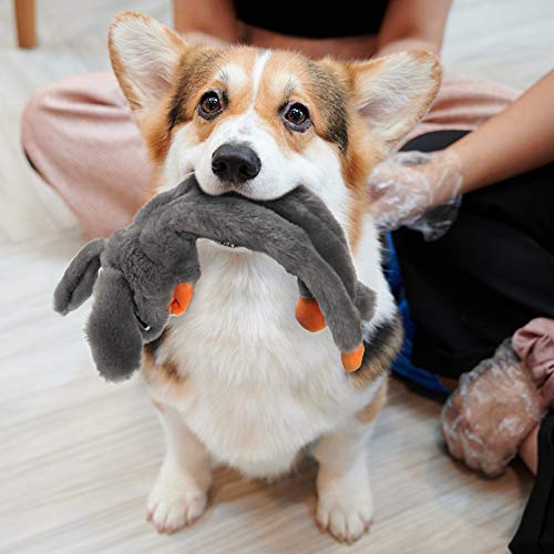 AWOOF Dog Toys No Stuffing, 5 Pack Dog Squeaky Toys Durable Dog Chew Toy Set for Puppy Small Medium Large Dog