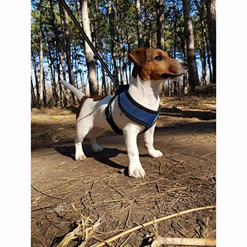 WONDERPUP Soft Mesh Dog Harness No Pull Walking Comfort Padded Vest Harnesses Adjustable (M, Dark Blue)