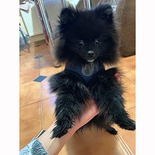 WONDERPUP Soft Mesh Dog Harness No Pull Walking Comfort Padded Vest Harnesses Adjustable (M, Dark Blue)