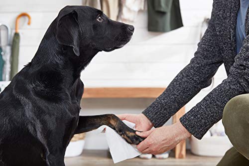 The Spruce Waterless Pet Wash, No Rinse Moisturizing Shampoo forÂ PetsÂ - Daily Pet Care - Cleaning, Cleansing, and Conditioning for Dogs, Puppies, and Cats - Fresh, 17oz