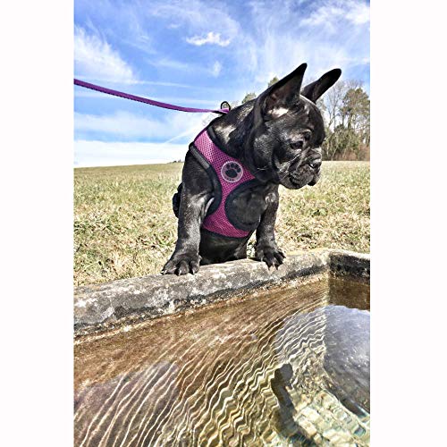 WONDERPUP Soft Mesh Dog Harness No Pull Walking Comfort Padded Vest Harnesses Adjustable Purple S