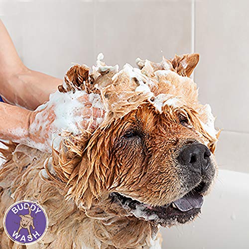 Buddy Biscuits Buddy Wash Dog Shampoo & Conditioner for Dogs with Botanical Extracts and Aloe Vera, Green Tea & Bergamot - 16 fl. oz., Model:CS15232