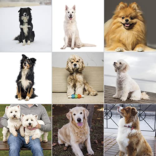 Wahl Pet-Pro Clipper & Trimmer Pet Grooming Combo Kit for Dogs and Cats: Comes with a corded Clipper and a battery operated Trimmer, by The Brand Used By Professionals. #9284,Chrome/White