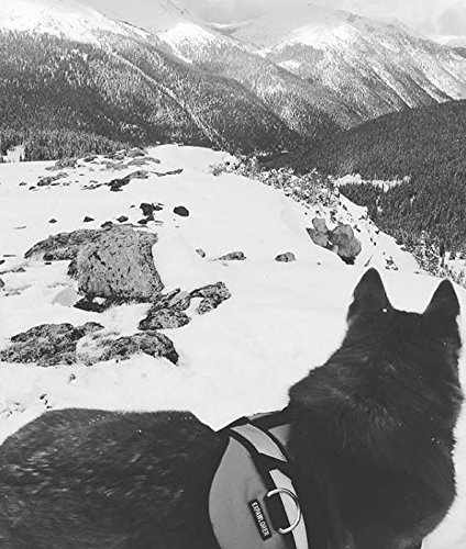 Big Dog Soft Reflective No Pull Black Harness size XL 36-46inch