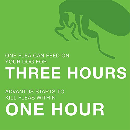 Bayer Animal Health Advantus (imidacloprid) Oral Dog Flea Treatment, Soft Flea Chews for Dogs 23-110 lbs, 7 Doses