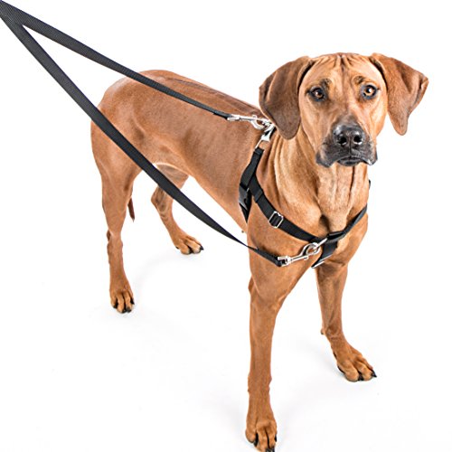 XLarge Brown Dog Harness Training Package by 2 Hounds
