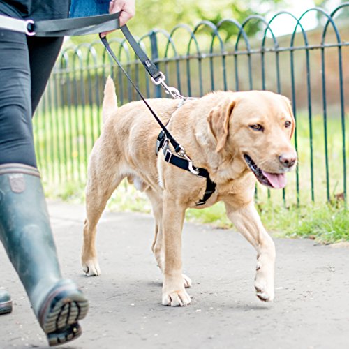 XLarge Brown Dog Harness Training Package by 2 Hounds