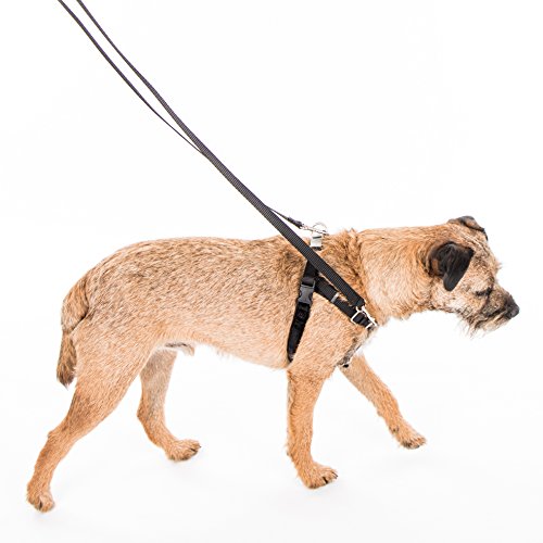 XLarge Brown Dog Harness Training Package by 2 Hounds