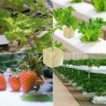 Halatool 1 Inch Rockwool Cubes Garden Rock Wool Stonewool Grow Cubes Starter Plugs for Hydroponics Soilless Cultivation Clone Plants Germination Start (4 Sheets of 200 Cubes)