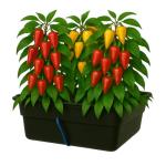 Hydroponic Flood Table Grow System (Ebb and Flow)