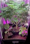 Hydroponic Flood Table Grow System (Ebb and Flow)