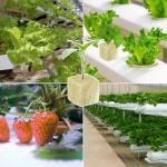 Halatool 1 Inch Rockwool Cubes Garden Rock Wool Stonewool Grow Cubes Starter Plugs for Hydroponics Soilless Cultivation Clone Plants Germination Start (4 Sheets of 200 Cubes)