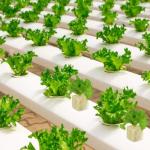 Halatool 1 Inch Rockwool Cubes Garden Rock Wool Stonewool Grow Cubes Starter Plugs for Hydroponics Soilless Cultivation Clone Plants Germination Start (4 Sheets of 200 Cubes)