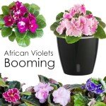 KvyusFlourish Self-Watering Pots for Indoor Plants, 6-Pack 6.7'' Self Watering Planter with Drainage Holes, Small African Violet Pots with Water Indicator, Clear Wick Pot, Black