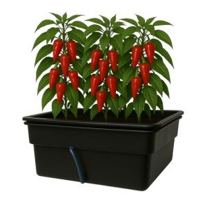 Hydroponic Flood Table Grow System (Ebb and Flow)