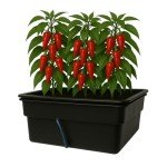 Hydroponic Flood Table Grow System (Ebb and Flow)
