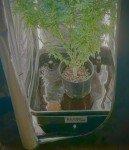 Hydroponic Flood Table Grow System (Ebb and Flow)