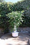 ALTO GARDEN GX Hydroponic Tower | Vertical Planter Tower | Hydroponics Growing System Kit | Food Grade with 24 Net Pots (Without Lights)