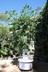ALTO GARDEN GX Hydroponic Tower | Vertical Planter Tower | Hydroponics Growing System Kit | Food Grade with 24 Net Pots (Without Lights)