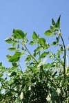 ALTO GARDEN GX Hydroponic Tower | Vertical Planter Tower | Hydroponics Growing System Kit | Food Grade with 24 Net Pots (Without Lights)
