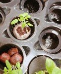 DWC Cloner Rooting Recirculating System 24 Site Cutting Clone and Seeding Root 2 in 1 Deep Water Cloner 24 Site with Clear Humidity Propagation Dome (Black)