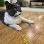 Colorful Bouncy Coils Cat Toy - 10 Pack