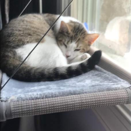 Premium Beige Cat Window Bed: Large Cat Perch, Hammock, Shelves