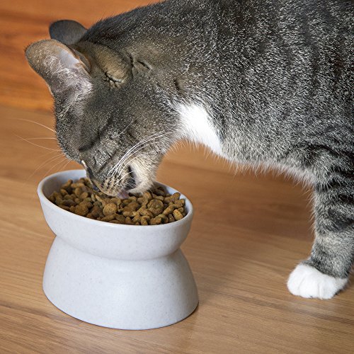 Kitty City Raised Pet Food Bowl Set
