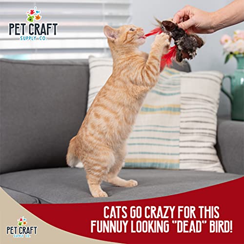 Pet Craft Supply Co. Funky Pheasant Crazy Catnip Cuddler Funny Cuddling Chasing Hunting Irresistible Stimulating Soft Plush Boredom Relief Interactive Cat Toy with Realistic Feathers