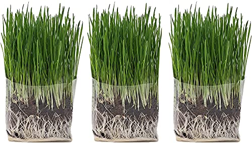 Compostable Cat Grass Grow Bag Kit, 3 Pack, All Organic, Just add Water. Made in The USA