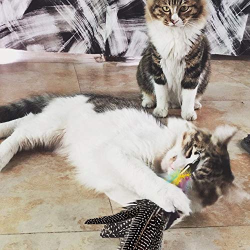 Highland Farms Select Handmade Natural Feather Cat Toy Da Bird Refills - Interactive Cat and Kitten Toy - 6 Pack
