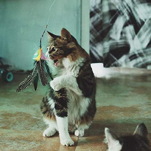 Highland Farms Select Handmade Natural Feather Cat Toy Da Bird Refills - Interactive Cat and Kitten Toy - 6 Pack