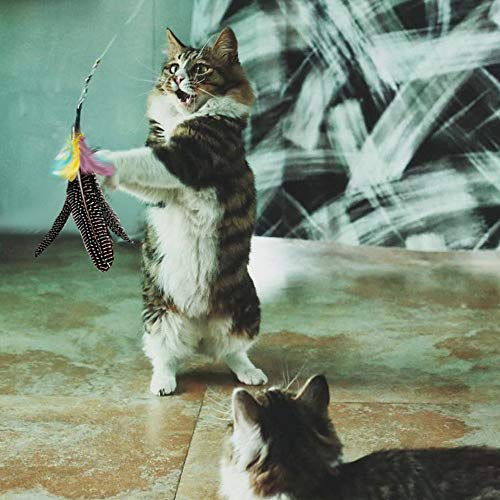 Highland Farms Select Handmade Natural Feather Cat Toy Da Bird Refills - Interactive Cat and Kitten Toy - 6 Pack