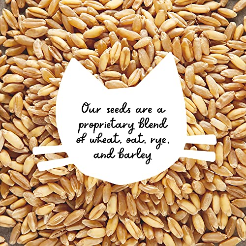 Compostable Cat Grass Grow Bag Kit, 3 Pack, All Organic, Just add Water. Made in The USA