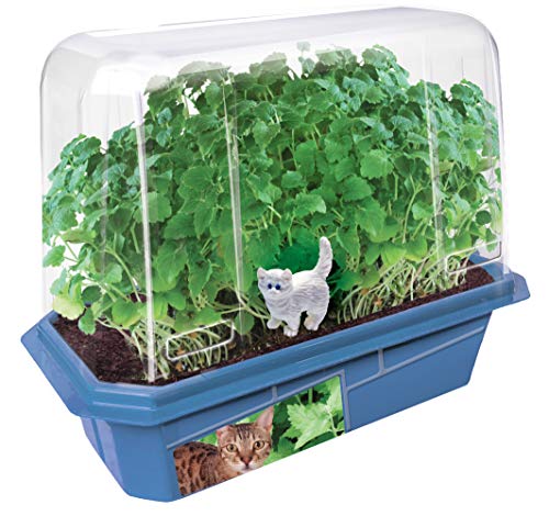 Grow Your Own Catnip Plant - Sprouts and Grows in A Week - Cats Love It - Includes Linen Bag to Make A Catnip Play Pouch