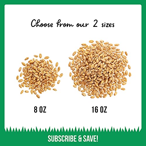 100% Organic Cat Grass Seed (Non GMO)