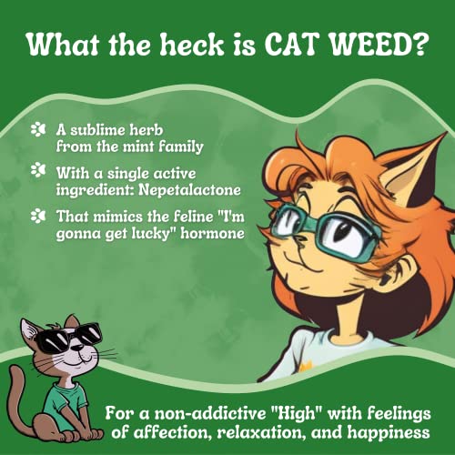 Cat Weed Catnip has Maximum Potency Premium Blend Nip That Your Cats to Go Crazy Over (1 Cup)