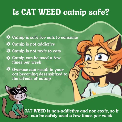 Cat Weed Catnip has Maximum Potency Premium Blend Nip That Your Cats to Go Crazy Over (1 Cup)