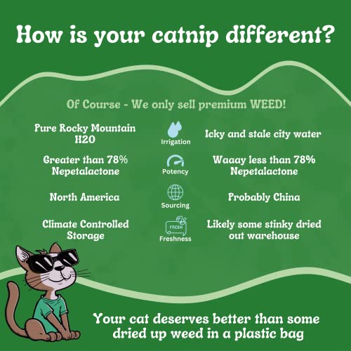 Cat Weed Catnip has Maximum Potency Premium Blend Nip That Your Cats to Go Crazy Over (1 Cup)