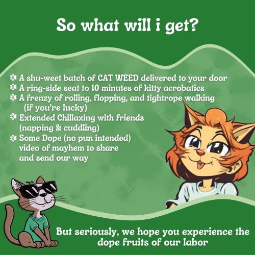 Cat Weed Catnip has Maximum Potency Premium Blend Nip That Your Cats to Go Crazy Over (1 Cup)