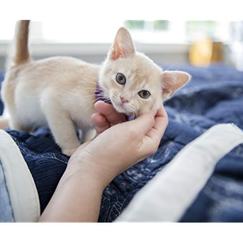 Cheristin for Cats Topical Flea Treatment and Prevention - Long Lasting, Fast Acting and Easy Application Cat Flea Treatment, 6 Monthly Doses