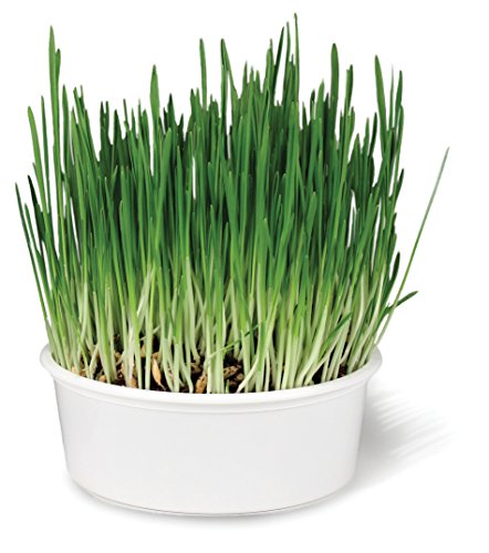 Smartykat Sweet Greens Cat Grass Kit- 1 Oz