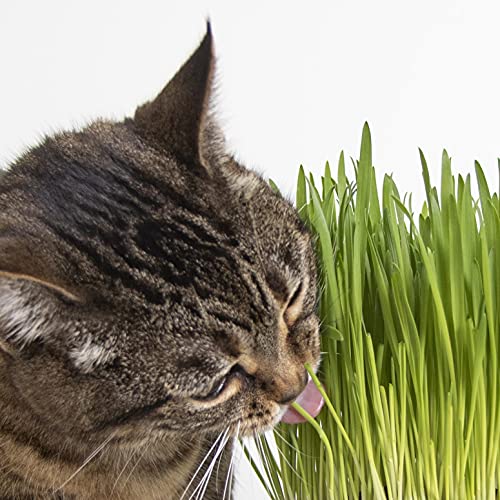 Smartykat Sweet Greens Cat Grass Kit- 1 Oz