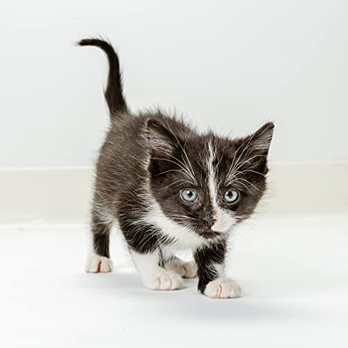 KMR® Powder for Kittens and Cats, 28oz