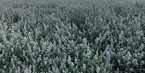 from The Field Ultimate Blend Silver Vine/Catnip Mix Tub