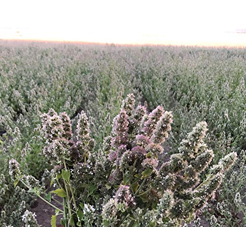 From The Field 3.5-Ounce Catnip Kitty Safe Stalkless Tub