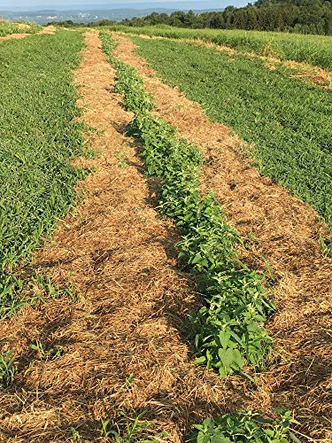 MagJo Naturals Farm Direct Catnip | Freshest Available | Bulk Bag (Full Pound)