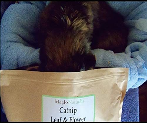 MagJo Naturals Farm Direct Catnip | Freshest Available | Bulk Bag (Full Pound)