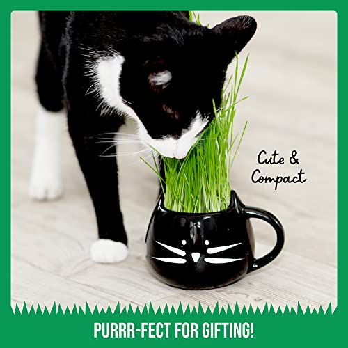 Cat Grass Growing Kit with Organic Seed, Organic Soil and Cat Planter. Great Learning Activity or Project for Home. Natural Hairball Control, Remedy for Cats. Natural Digestive Aid. USA Manufactured.