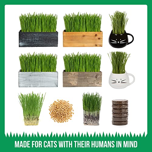 Cat Grass Growing Kit with Organic Seed, Organic Soil and Cat Planter. Great Learning Activity or Project for Home. Natural Hairball Control, Remedy for Cats. Natural Digestive Aid. USA Manufactured.
